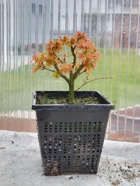 Löwenkopfahorn - Acer palmatum shishigashira